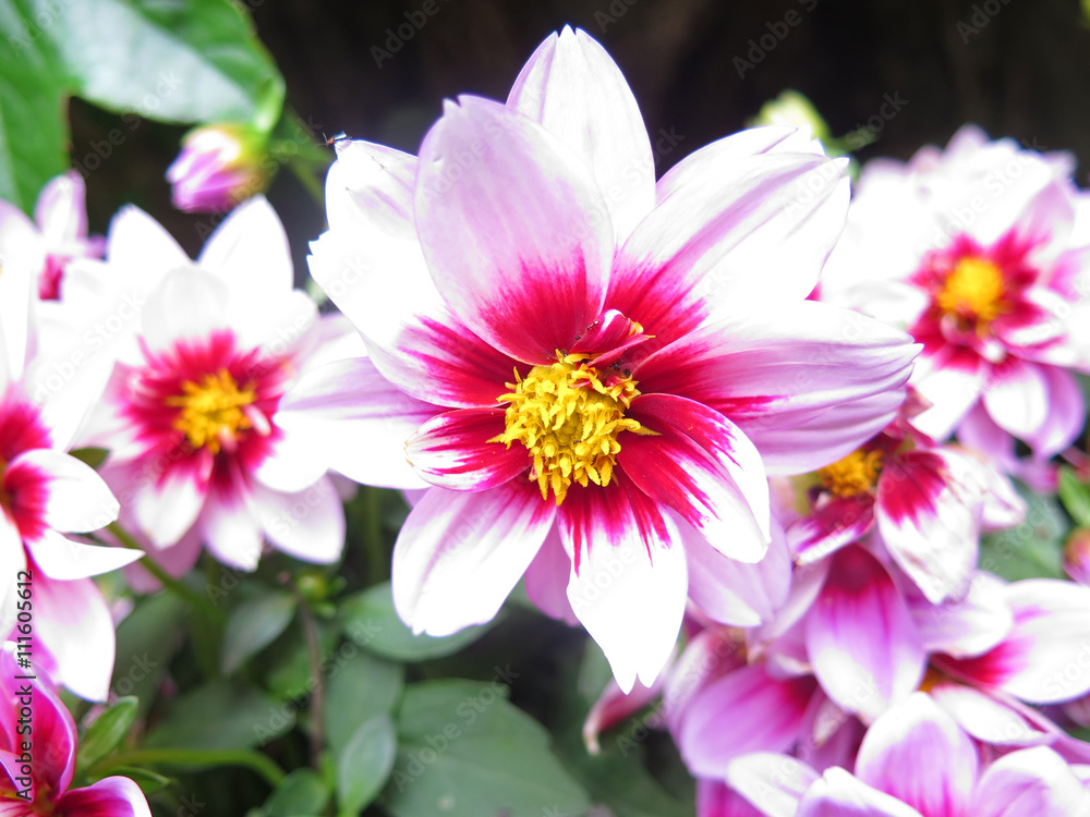 Obraz premium flores dalias