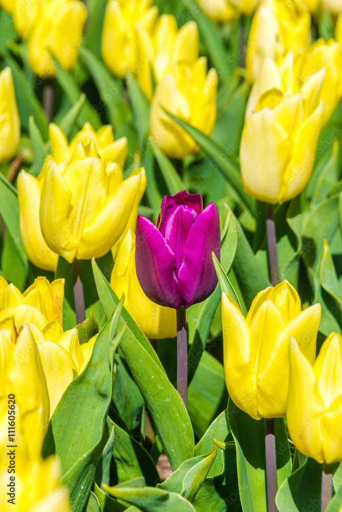 Closeup of yellow and purple tulips Closeup of yellow and purple tulips