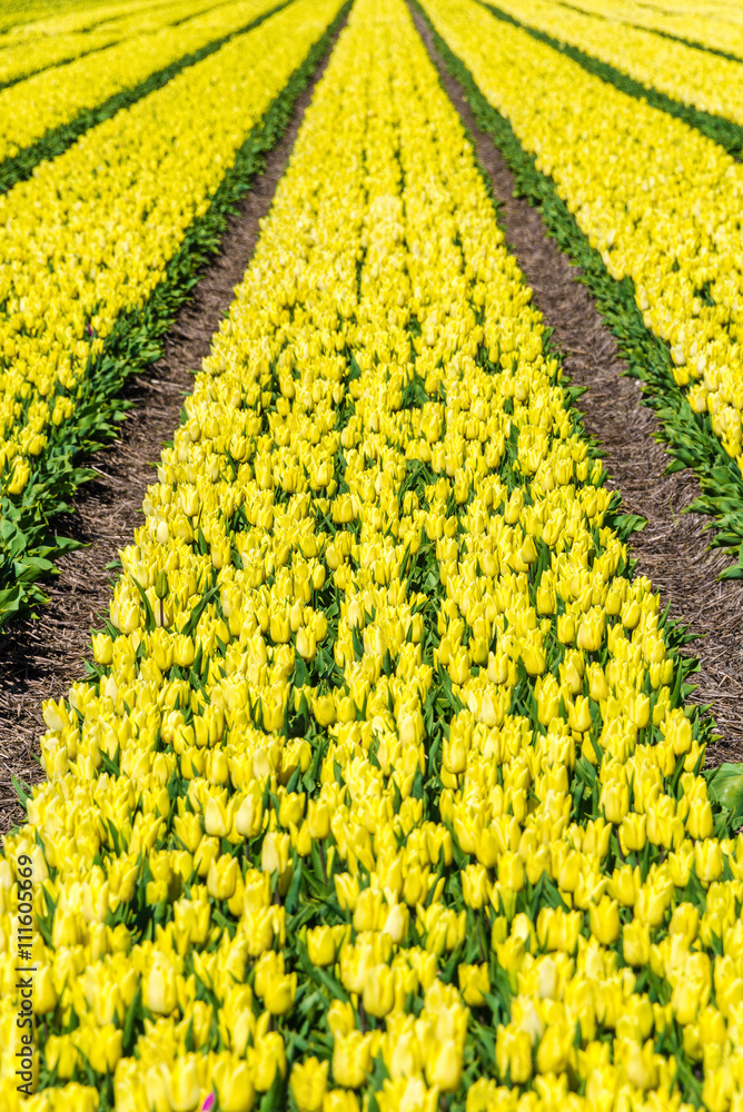 Obraz premium Yellow tulip field on Texel