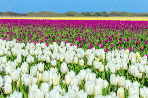 White and purple tulip fields