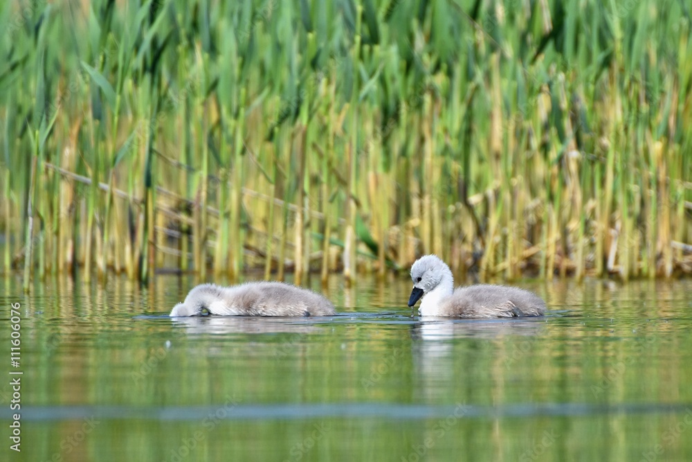 Beautiful swan cubs at the pond. Beautiful natural colored background with wild animals Beautiful swan cubs at the pond. Beautiful natural colored background with wild animals