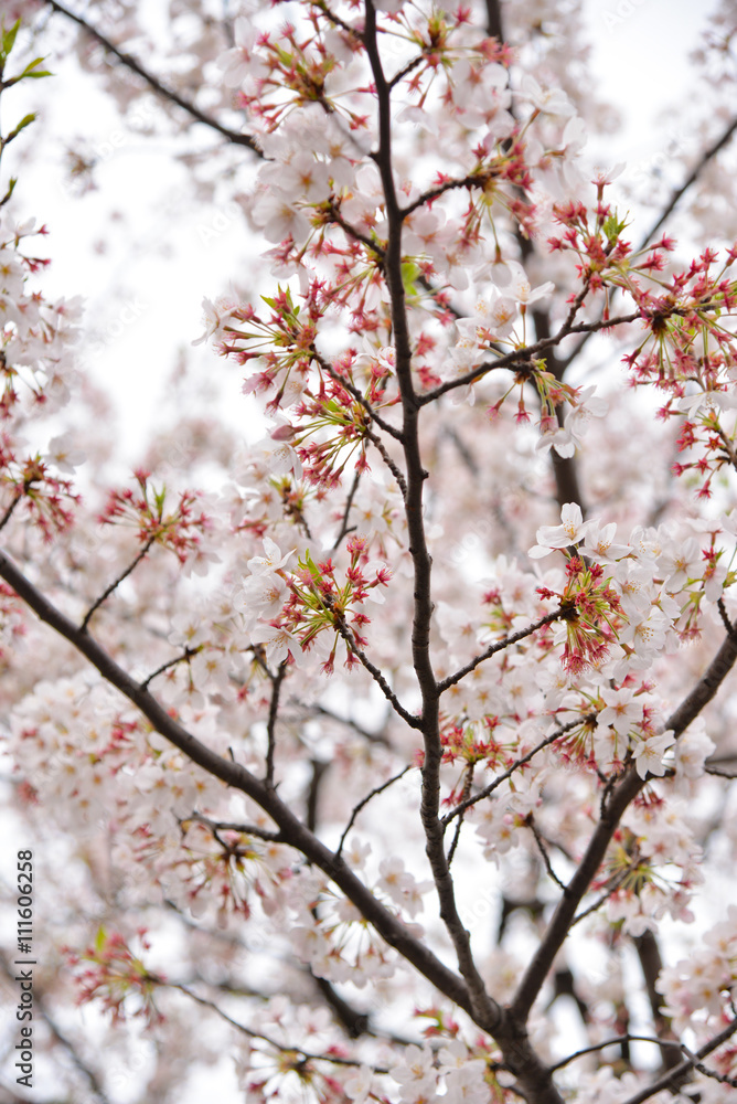 Japanese flowering cherry isolated Japanese flowering cherry isolated