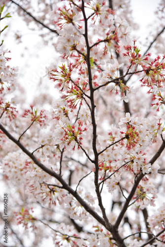 Japanese flowering cherry isolated © lampang_naomark