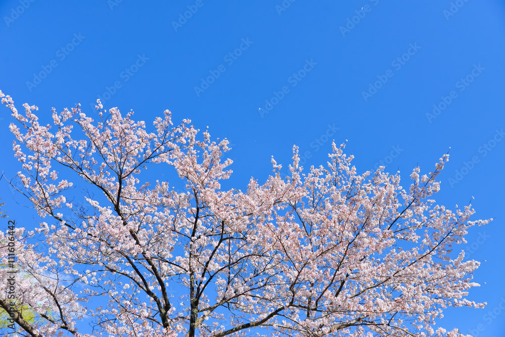 Japanese flowering cherry tree with sky
