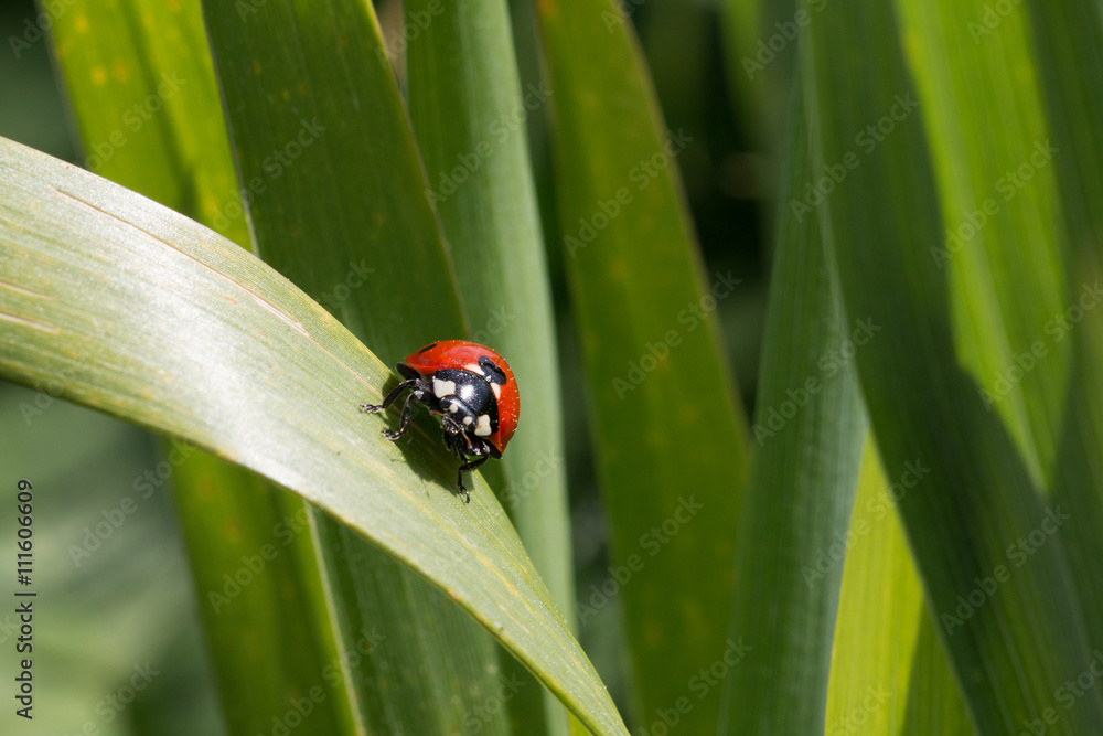 Kleiner Marienkäfer auf einen Grashalm
Small ladybug on a blade of grass Kleiner Marienkäfer auf einen Grashalm
Small ladybug on a blade of grass