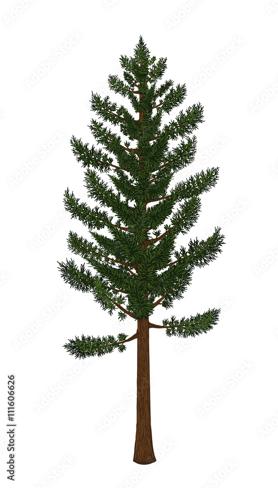 Pine tree vector from hand drawing.