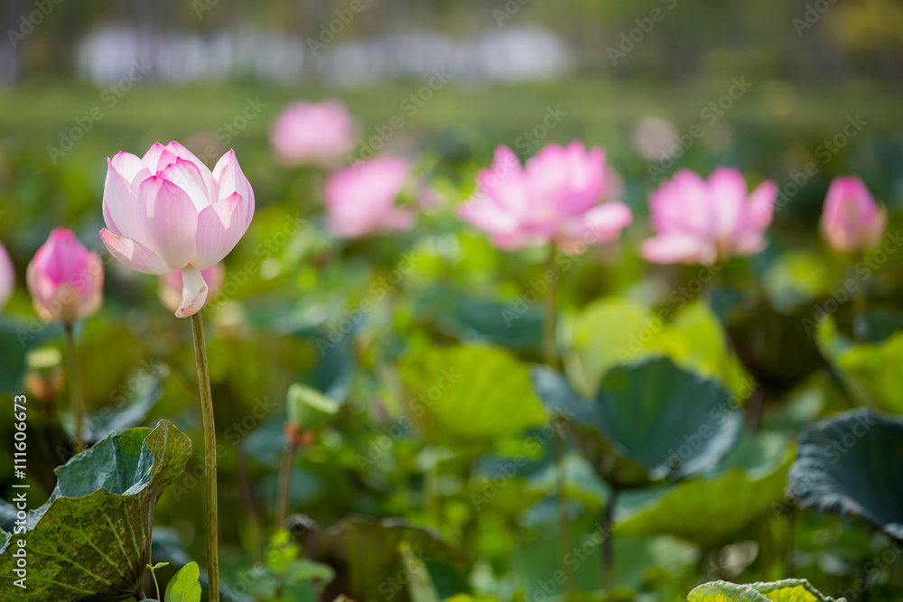 pink lous,pink lotus and leaves,group of pink lotus