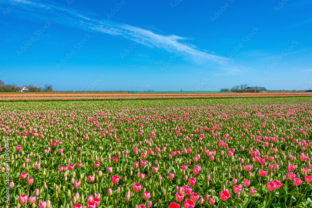 Pink and yellow tulips on Texel