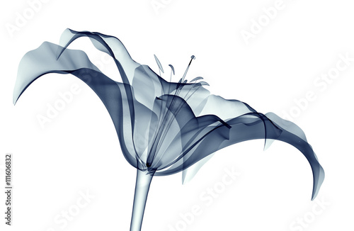 x-ray image of a flower isolated on white , the lilly