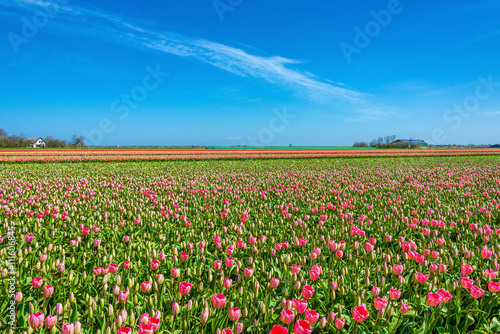 Pink and yellow tulips on Texel © abasler