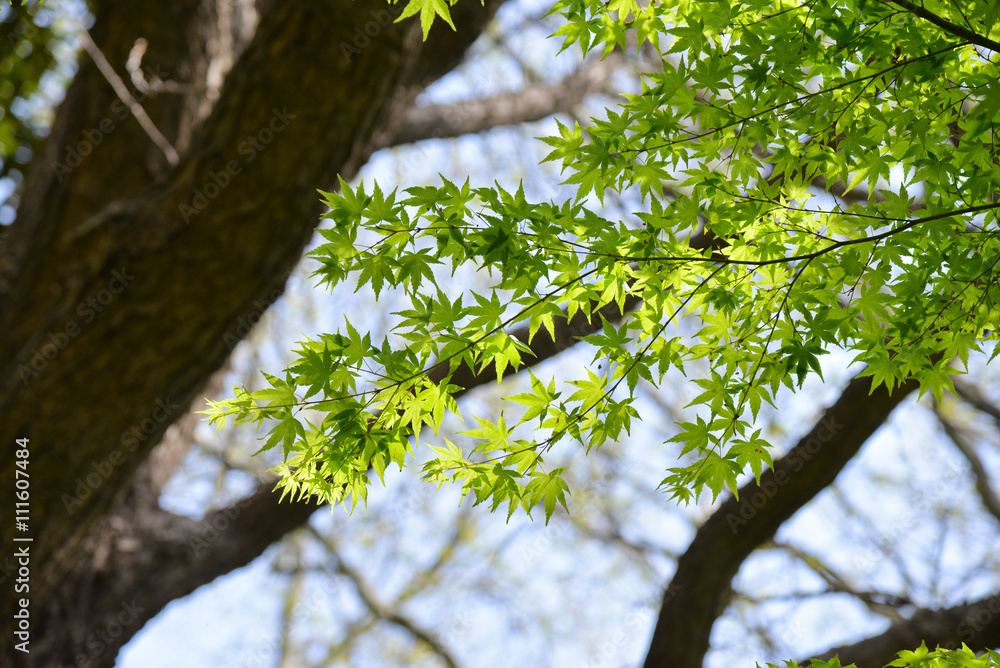 Fototapeta premium Japan Green Maple