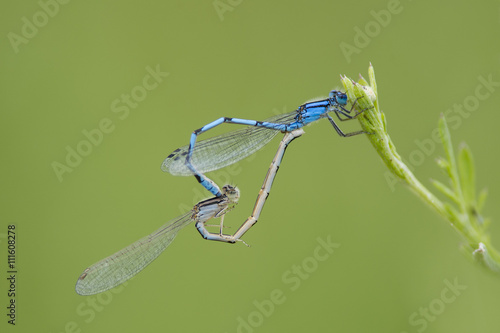 A pair of blue damseflies perched on a piece of grass while they are connected together mating in an almost heart shape with a green background. photo