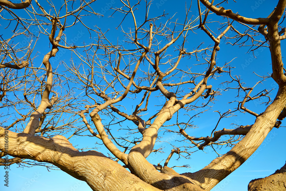 The dried tree against the blue sky The dried tree against the blue sky
