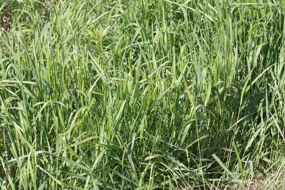Пырей. Elytrigia repens Nevski. Пырей. Elytrigia repens Nevski.