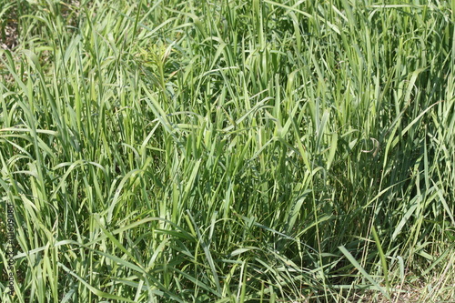 Пырей. Elytrigia repens Nevski.