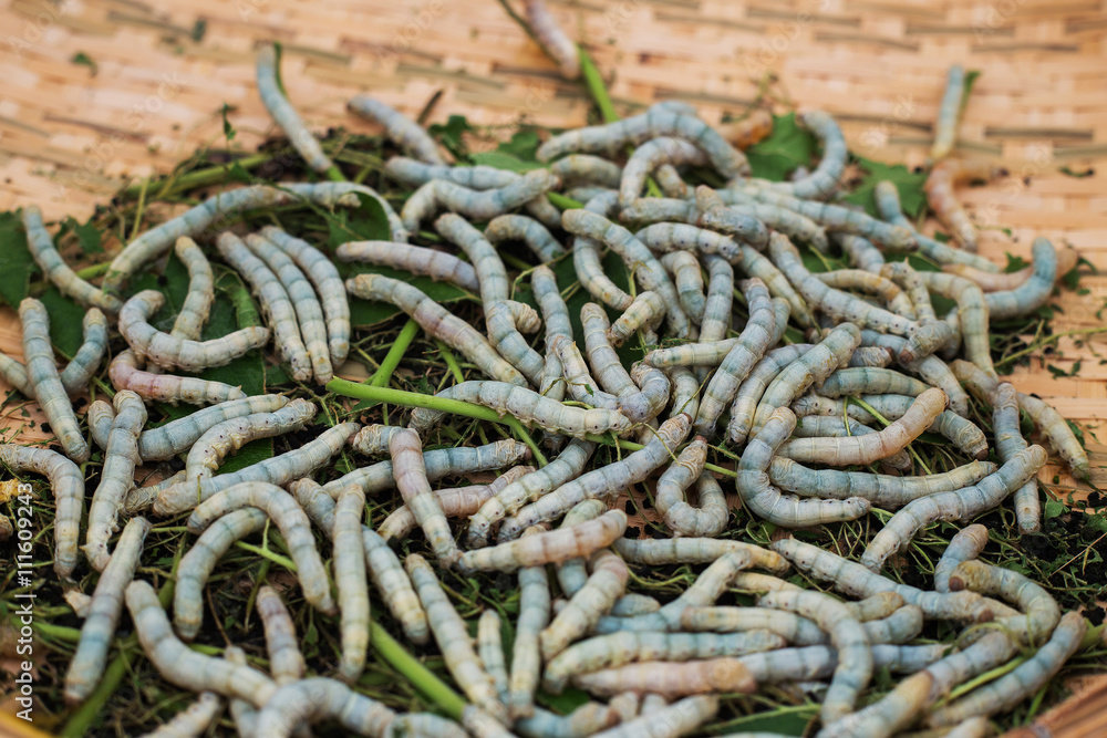 silkworms with mulberry leaves on the woven basket silkworms with mulberry leaves on the woven basket