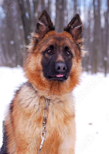Portrait of beautiful fluffy German shepherd dog Junior puppy in a winter snowy field. nine months age