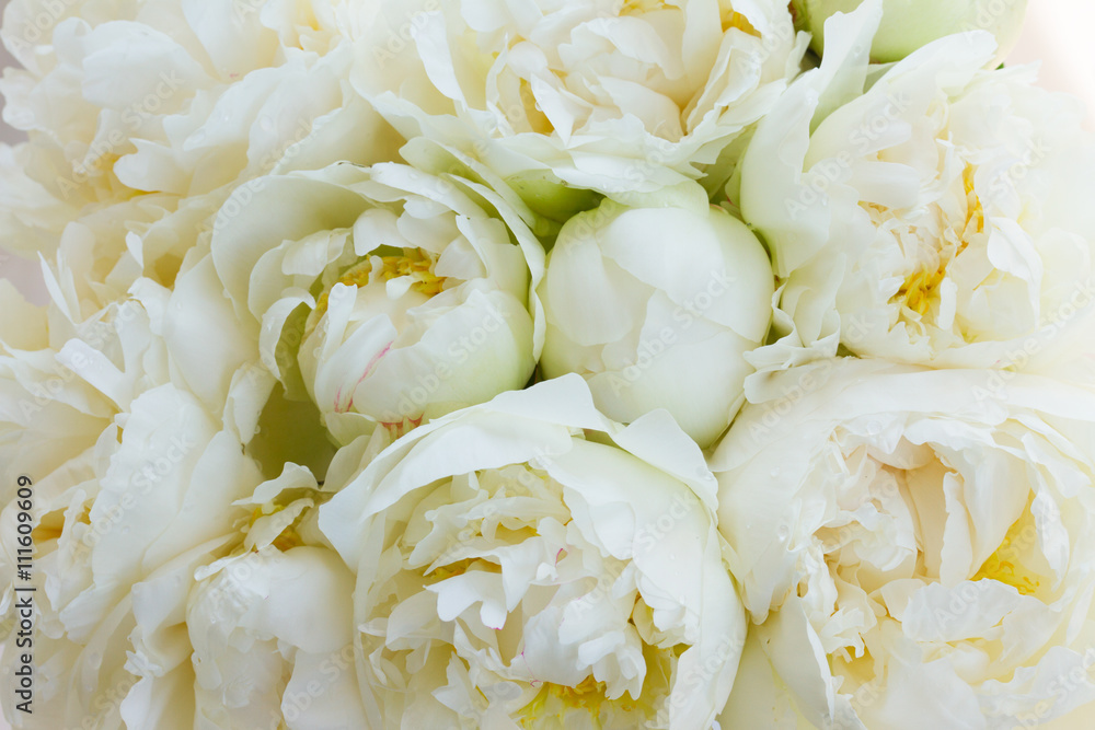 White peony flowers White peony flowers
