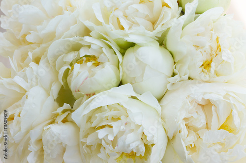 White peony flowers