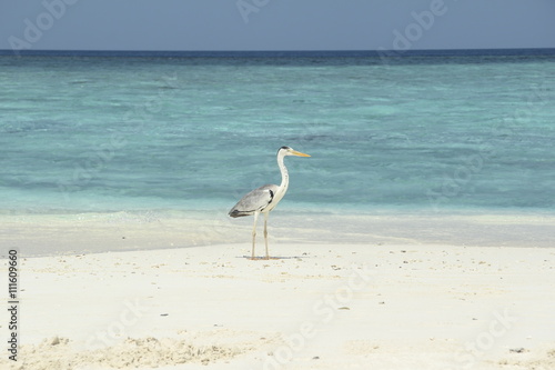 Heron on a white sandy beach in the Maldives