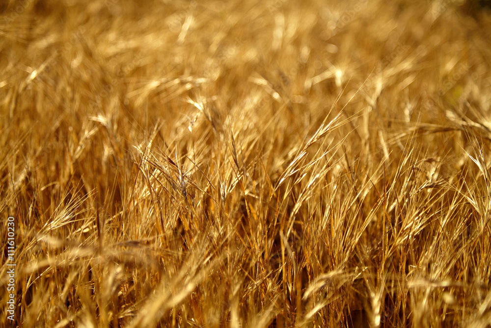 Beautiful autumn yellow grass swaying at sunset Beautiful autumn yellow grass swaying at sunset