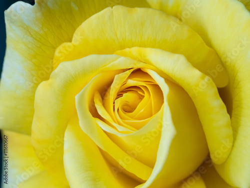 Yellow rose close up