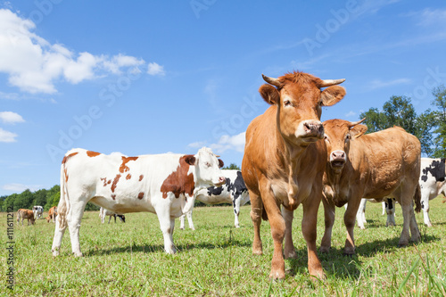 Mixed herd of Holstein dairy and Limousin beef cows in a sunny pasture with both black and white and red and white holsteins