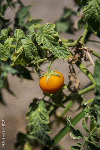 Tomato in garden