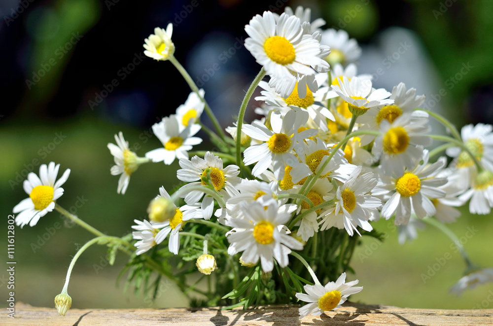Obraz premium Bright bouquet of daisies, spring photo.