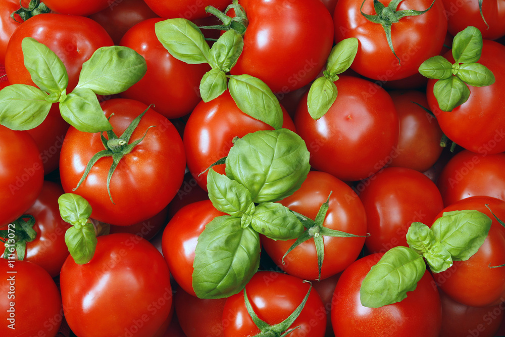 a lot of red tomatoes with basil background a lot of red tomatoes with basil background