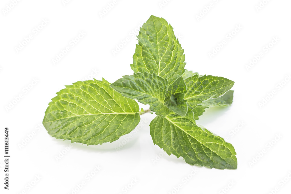 Fresh Mint Isolated on White Fresh Mint Isolated on White