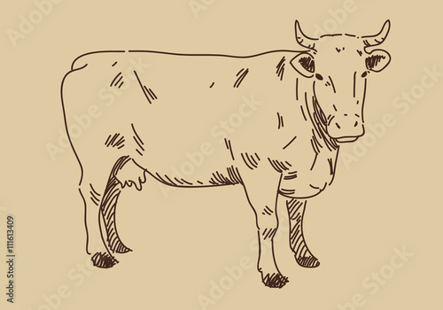 hand draw cow, vector
