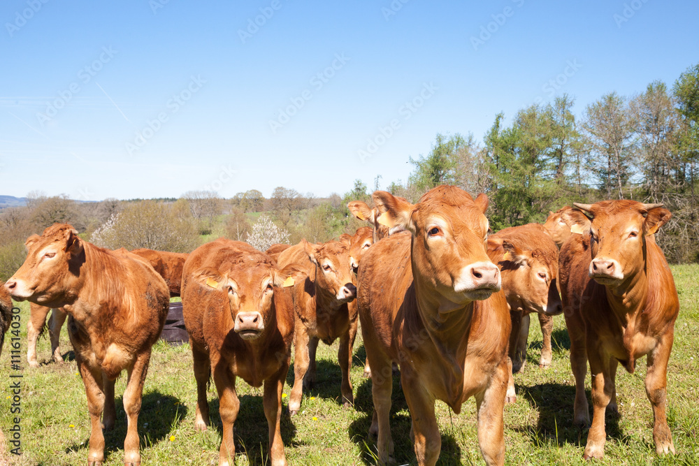 Curious herd of young brown Limousin beef cattle in a hilltop pasture in early spring with heifers, steers and cows Curious herd of young brown Limousin beef cattle in a hilltop pasture in early spring with heifers, steers and cows