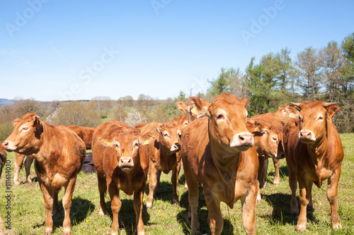 Curious herd of young brown Limousin beef cattle in a hilltop pasture in early spring with heifers  steers and cows