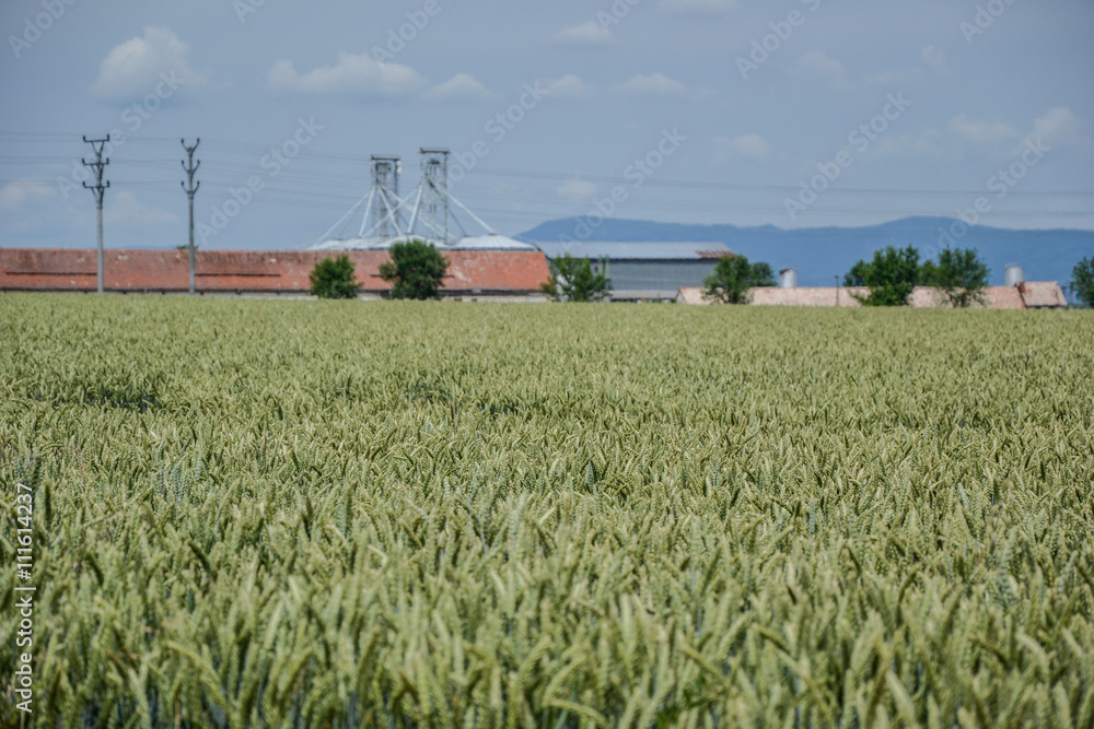 Green wheat (Triticum) field on blue sky in summer. Close up of unripe wheat ears. Field near silos, agricultural storage tanks