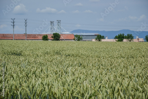 Green wheat (Triticum) field on blue sky in summer. Close up of unripe wheat ears. Field near silos, agricultural storage tanks