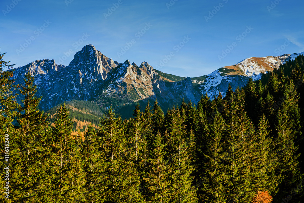 Mountain landscape with tree forest