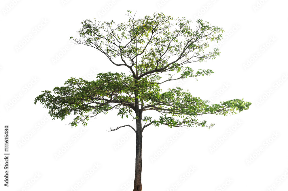 Obraz premium Tree with branch isolated, Clipping path