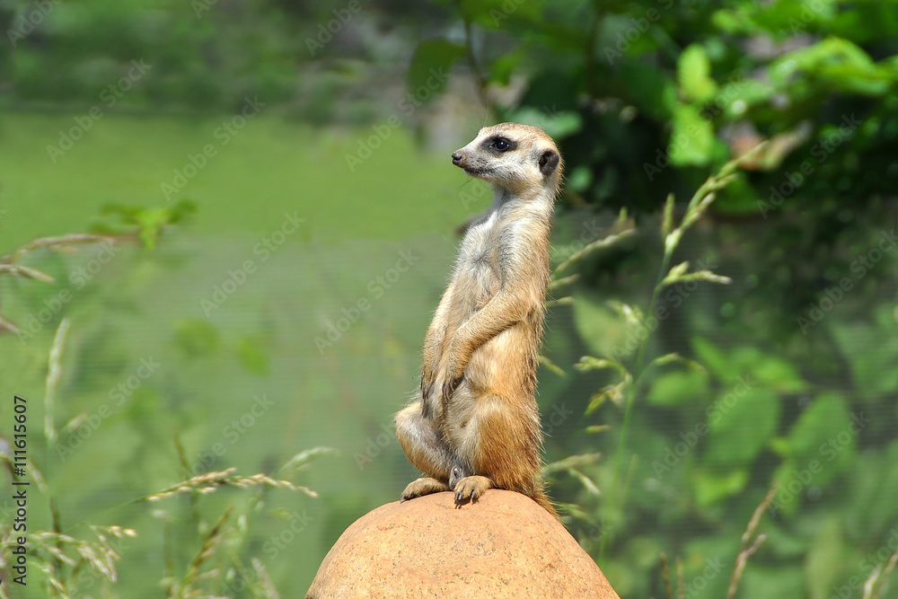 Fototapeta premium Meerkat.