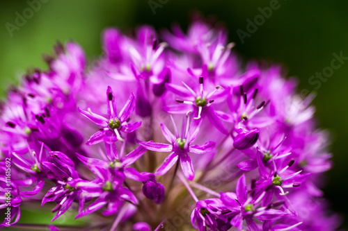 Blooming ornamental onion  Allium 