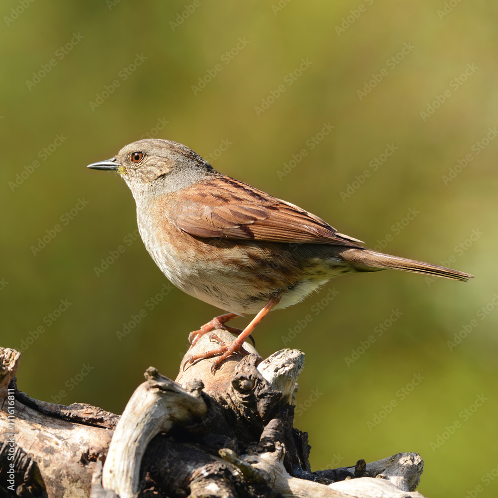 Fototapeta premium Vögel 5