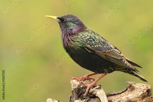 Foto Vögel 13