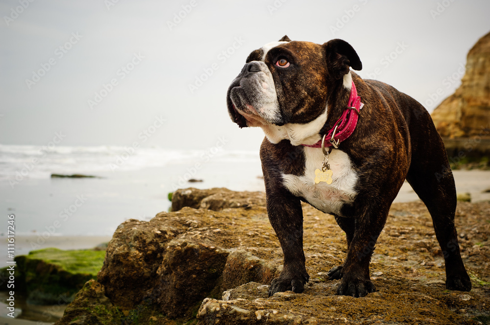 English Bulldog standing on rock ledge by ocean beach