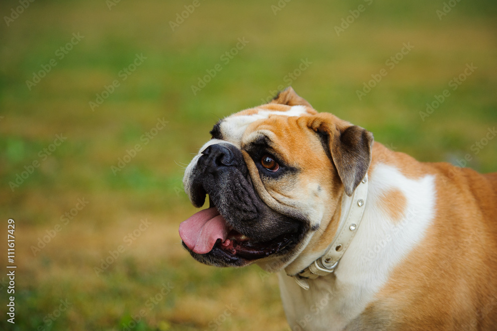 English Bulldog head shot against green grass