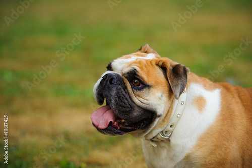 English Bulldog head shot against green grass © everydoghasastory
