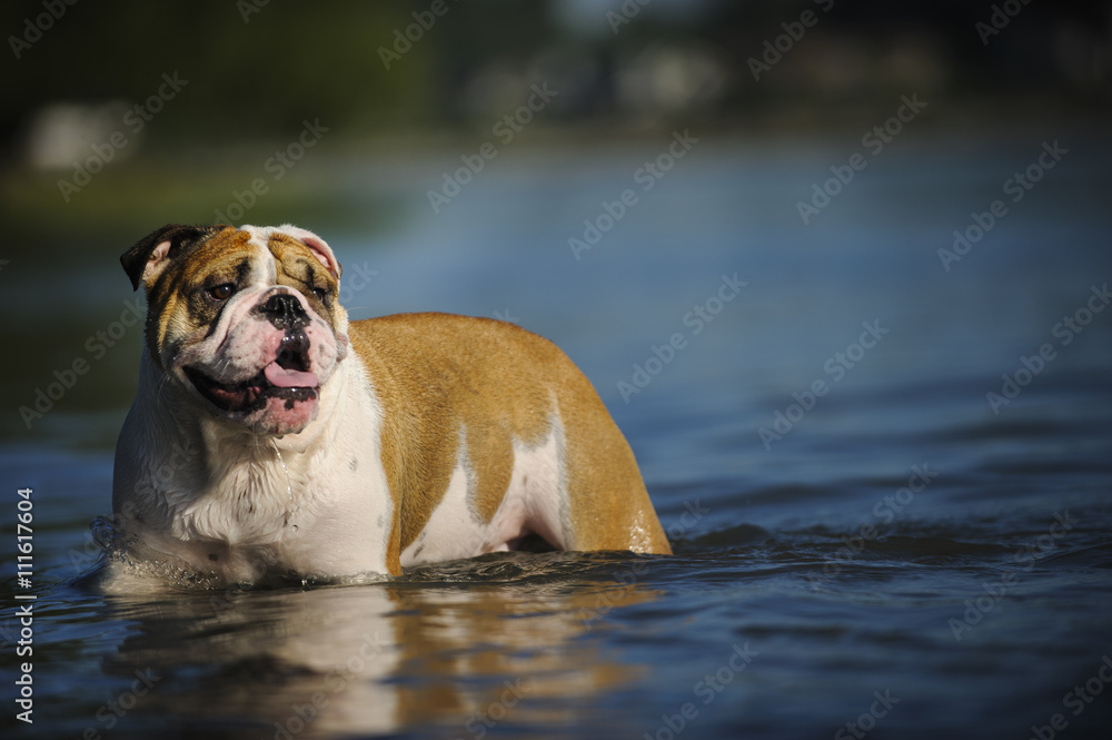 English Bulldog wading through the lake water