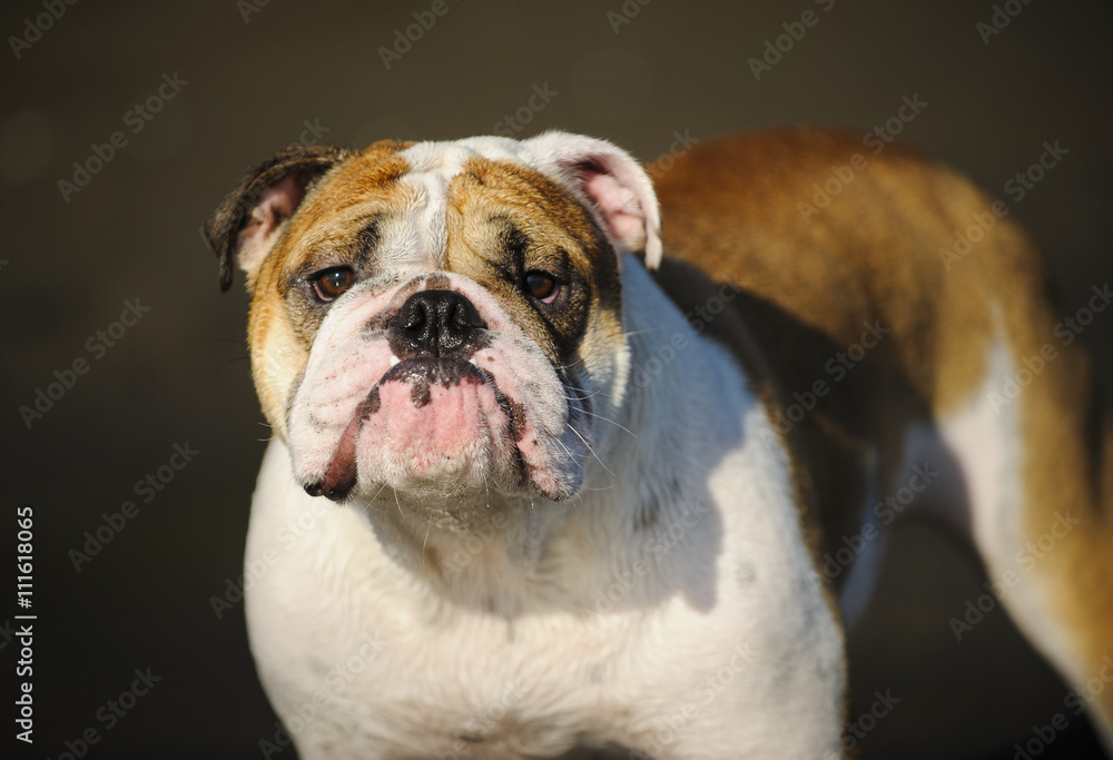 Portrait of English Bulldog against dark sand