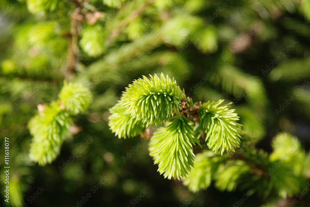Firtree. Background with firtree outdoors. Beautiful Nature. World Environment Day. Firtree. Background with firtree outdoors. Beautiful Nature. World Environment Day.