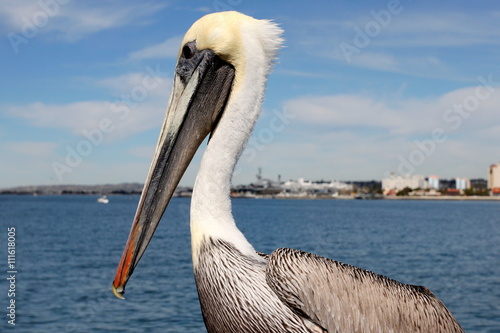 San Diego Pelican