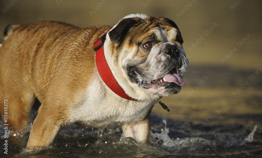 English Bulldog walking through the water